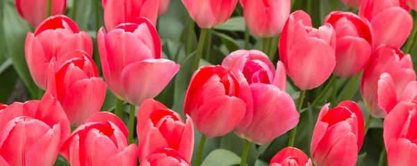 Colorido closeup vermelho tulipas férias panorâmico fundo — Fotografia de Stock