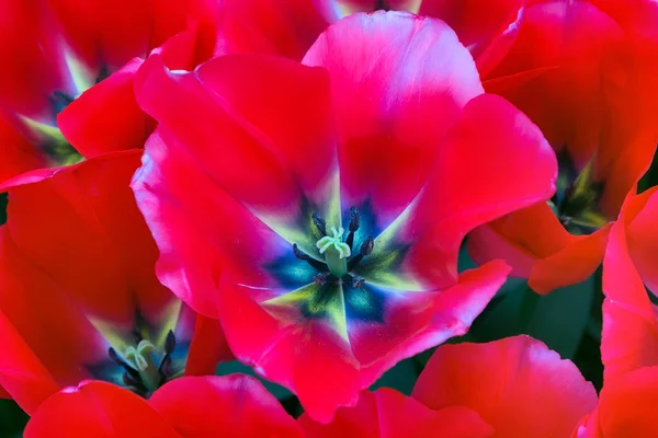 Kırmızı lale çiçeği yakın çekim makro üst görünümü — Stok fotoğraf