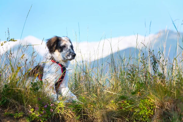 Branco e preto fuzzy cão na grama e altas montanhas no fundo — Fotografia de Stock