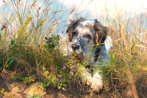 Fuzzy hund i grönt gräs och höga berg och blå himmel i bakgrunden, frihet resor koncept, kopia utrymme — Stockfoto