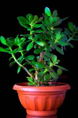 Yeşim bitkisi ovata ya da para ağacını etli bitki portre siyah arka plan üzerine