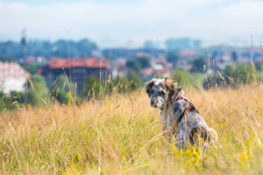 Sarı otların arasında oturan köpek yavrusu kapatmak dikey