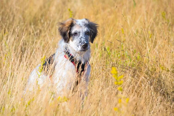 Sarı otların arasında oturan köpek yavrusu kapatmak dikey