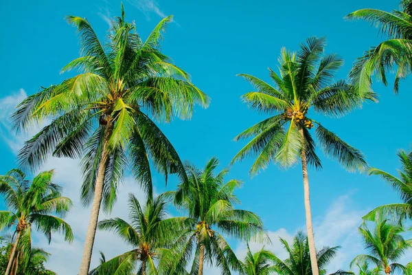 Coconut palm trees on the blue sky — Stock Photo, Image