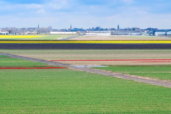 Gele narcissen en rode tulp bloemen veld — Stockfoto