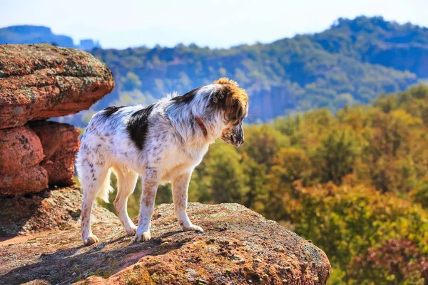 Yüksek rock Dağları manzaraya bakarak köpek
