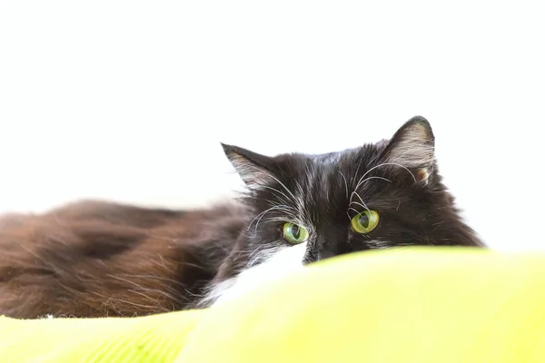 Gato olhando hostil a partir do sofá — Fotografia de Stock