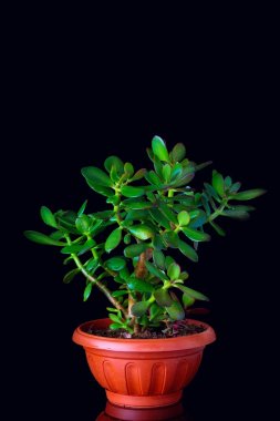 Yeşim bitkisi ovata ya da para ağacını etli bitki portre siyah arka plan üzerine
