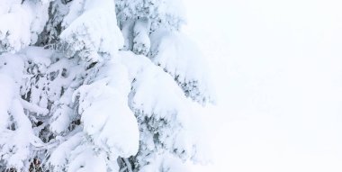 Kış afiş arka plan tarafından ağır kar kaplı çam ağacı ile