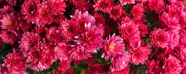 Fleurs de vacances rouges texture bannière fond — Photo