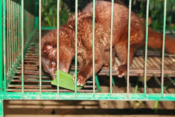 Dierlijke civet gebruikt voor koffie Kopi Luwak, Bali Indonesië — Stockfoto