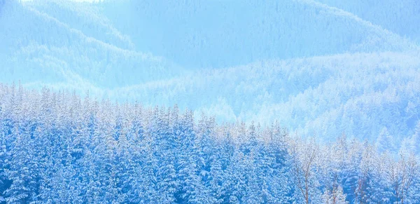 冬の松の木が重い雪のテクスチャで覆われて — ストック写真