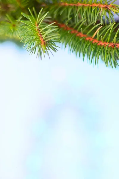 Рамка ветки елки, синий фон bokeh — стоковое фото