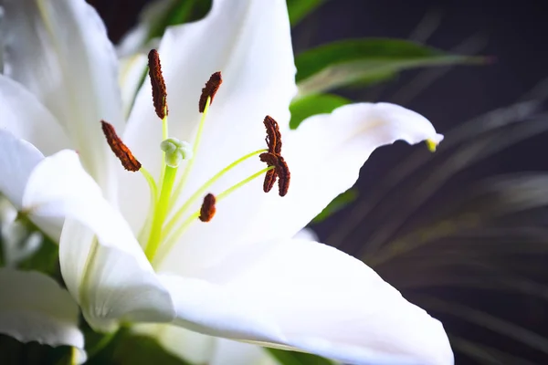 Mooie witte lelie bloem bloesem macro close up — Stockfoto
