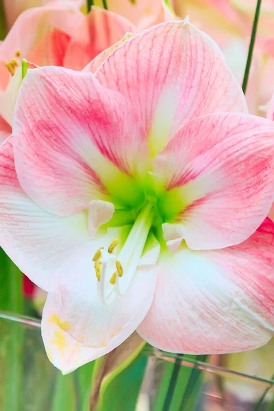 Beautiful white and pink lily flower — Stock Photo, Image