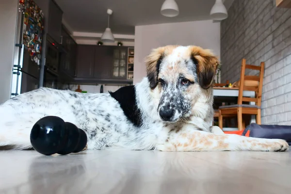 Mutlu büyük köpek oyuncak ile çalış