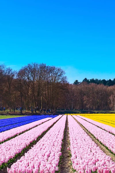 Dutch hyacinth field flower panorama — Stok Foto