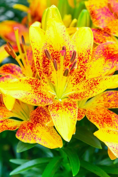 Flor de lírio amarelo e vermelho de perto — Fotografia de Stock