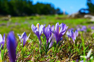 Bahar çiçekleri Blooming çiğdemler kadar kapatın
