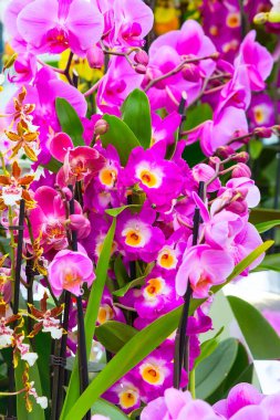 Mor pembe orkide çiçekler arka kapatmak