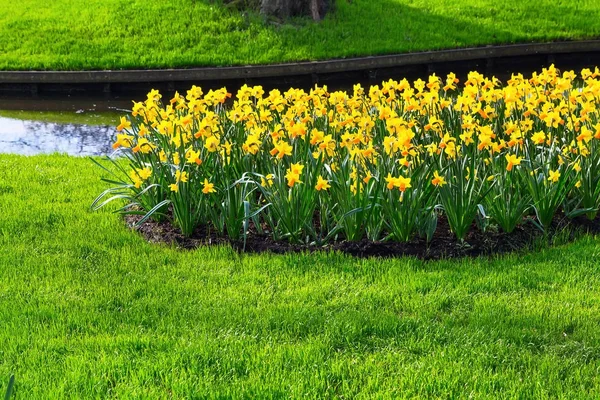 Baharda çiçek açan sarı nergis çiçekleri ile flowerbed