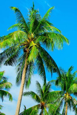 Hindistan cevizi palmiye ağaçlarının mavi gökyüzü