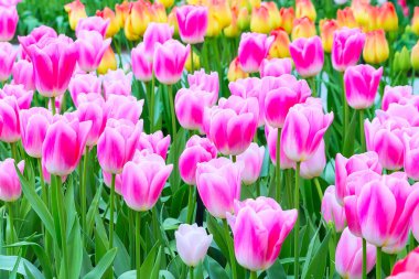 tatlı pembe ve beyaz laleler arka plan tatil