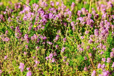 Soluk pembe mor çiçekler ile yabani kekik bitkiler