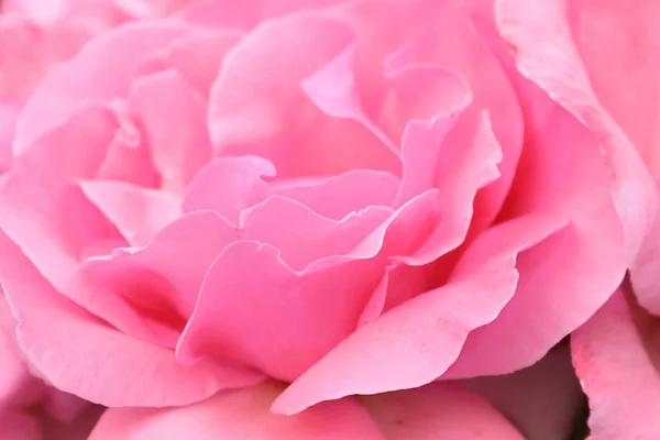Rózsaszín rózsa makró közelkép — Stock Fotó