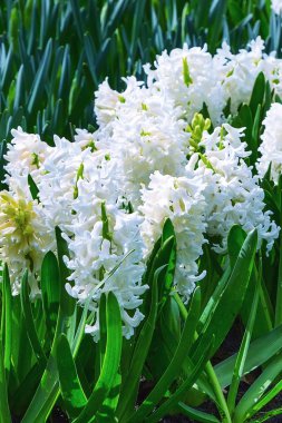 beyaz çiçekler sümbül flowerbed