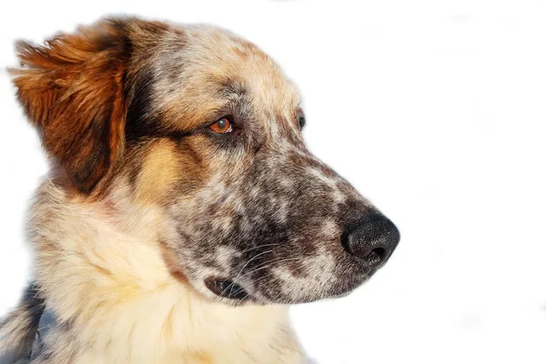 Orr-ból kutya nagy fehér, fekete és barna színű — Stock Fotó