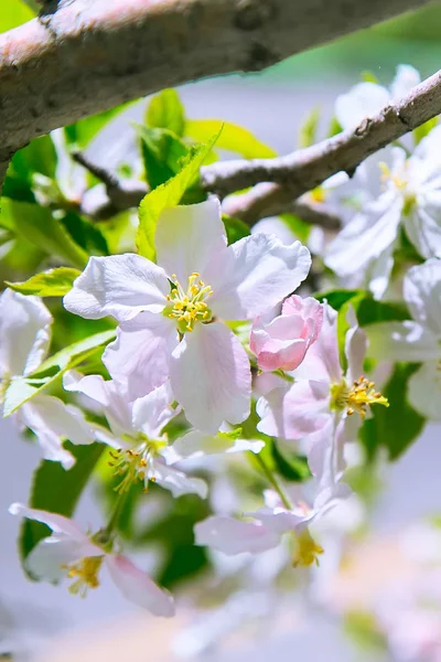 Яблочный цветок весенние цветы — стоковое фото