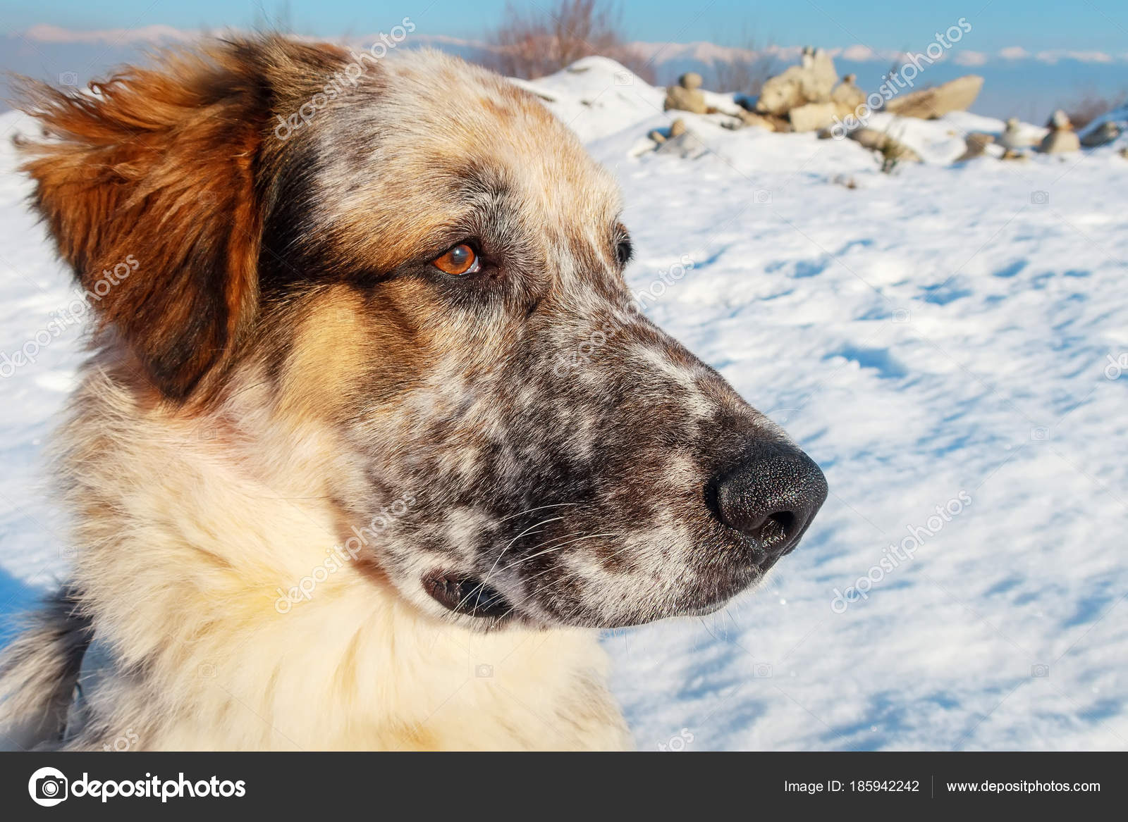 Museau De Chien De Couleur Blanc Noir Et Brun