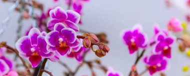 white and purple orchid flower banner