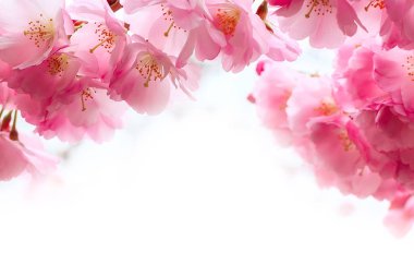 Pembe kiraz çiçeği, sakura çiçekler