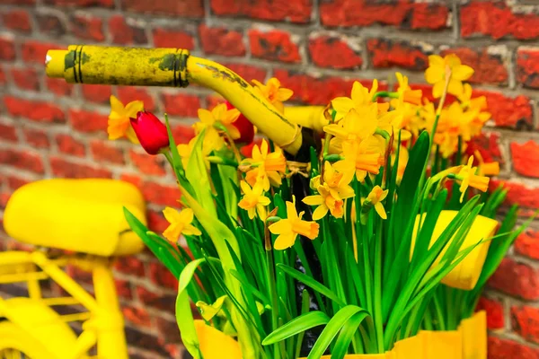 Bicicleta amarela com cesta de flores de narciso — Fotografia de Stock