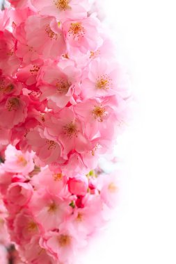 Pembe kiraz çiçeği, sakura çiçekler