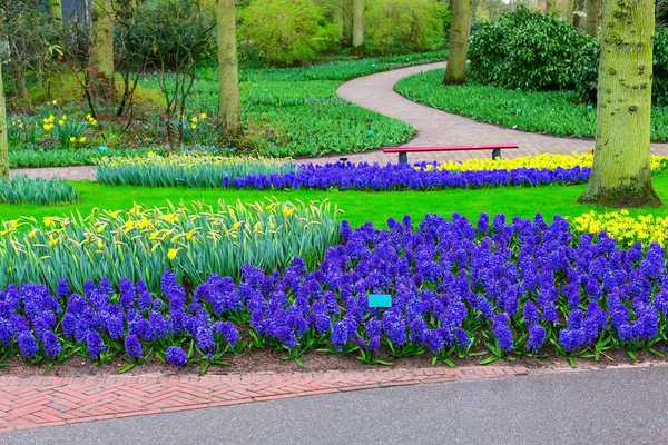Jacintos azuis e canteiro de flores daffodil — Fotografia de Stock