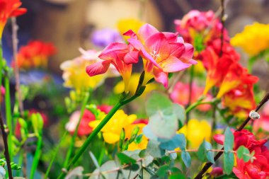 Kırmızı alstroemeria closeup çiçek