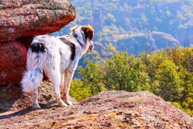 Yüksek rock Dağları manzaraya bakarak köpek