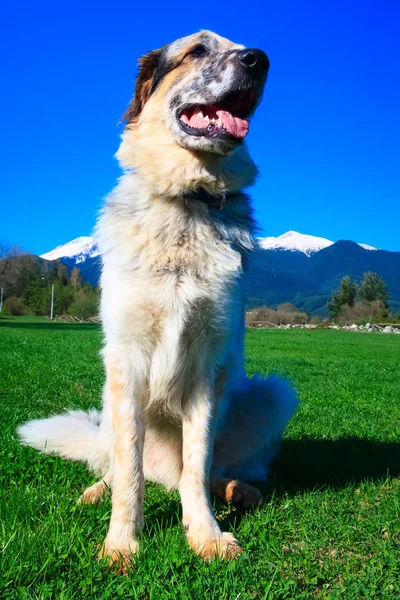 Chien flou dans l'herbe et les hautes montagnes — Photo