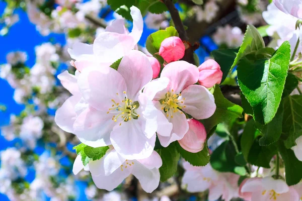 Цветение филиала Apple, макрос крупным планом — стоковое фото