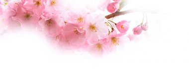 arka plan ile pembe kiraz çiçeği, sakura çiçekler