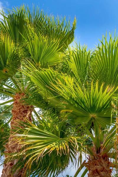 Green palm trees in the blue cloudy sky — Stock Photo, Image
