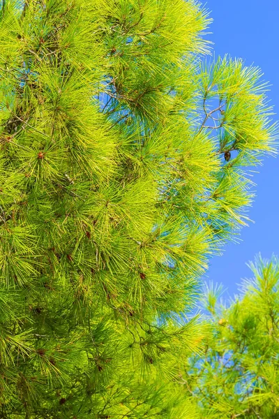 Pin arbre forestier et ciel bleu à Halkidiki, Grèce — Photo