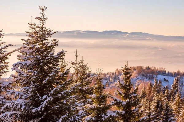 Antenn vinter berg panorama, snö träd — Stockfoto