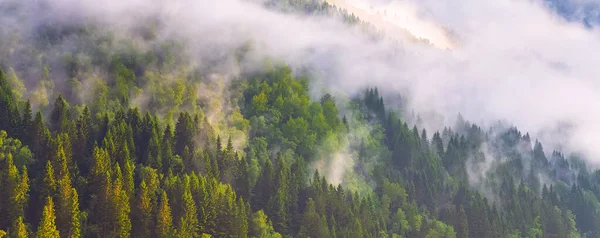 Pinèdes silhouette forêt avec nuages de brouillard — Photo