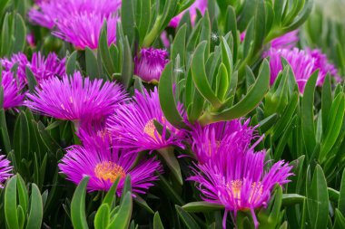 Carpobrotus edulis buz bitkisi