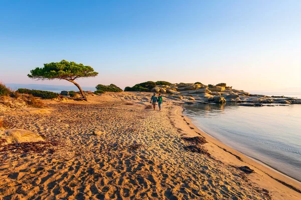 Pino, Spiaggia di Karidi, Vourvourou, Grecia — Foto Stock