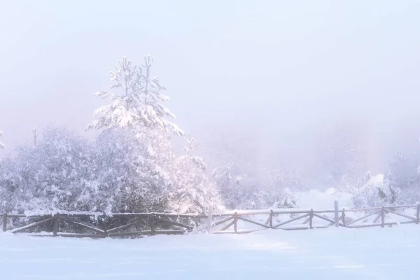 Majestátní zimní bílé smrky zářící slunečním svitem — Stock fotografie